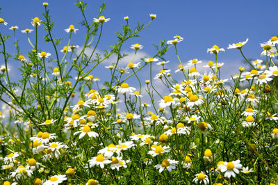 Close-up of yellow flowers blooming on field against clear sky