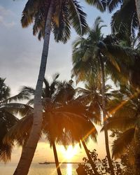 Low angle view of palm trees at beach during sunset