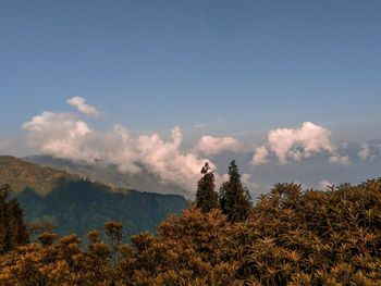 Plants on land against sky