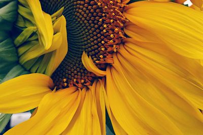 Close-up of sunflower