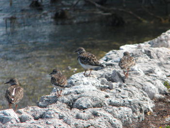 Close-up of sparrow perching on rock