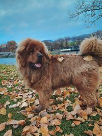 View of a dog on autumn leaves