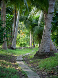 Scenic view of palm trees in forest
