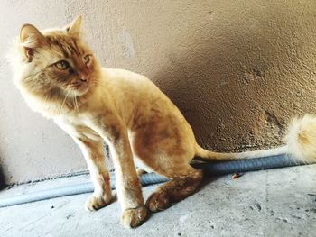 Cat against wall