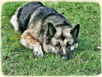 Dog sleeping on grassy field