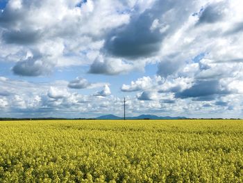 Scenic view of agricultural field against sky