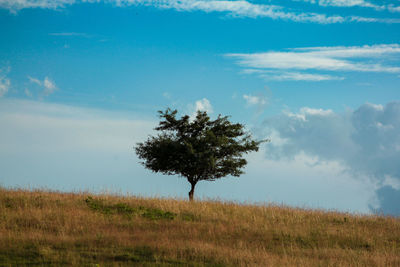 Tree on field against sky