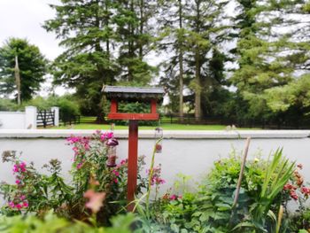 Red flowering plants by lake against trees