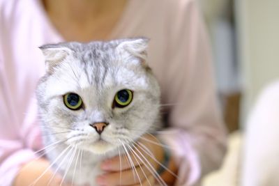 Close-up portrait of cat