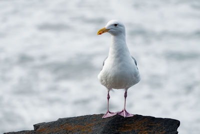Close up portrait of a seagull perched on a rock