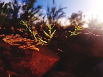 Close-up of plant