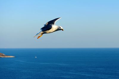 Seagull flying over blue sea against clear sky