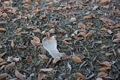Birds on ground