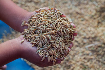Close-up of hands holding rice hulls
