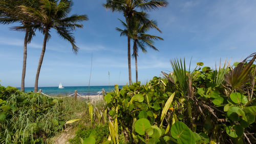 Palm trees on beach against sky