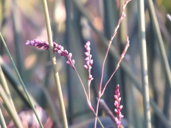 Close-up of pink flowering plant