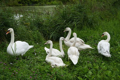 White swans on field