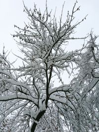 Low angle view of bare tree against sky