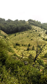 Scenic view of forest against clear sky