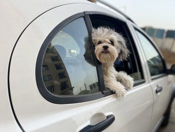 Close-up of dog in car