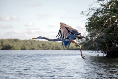 Bird flying over lake