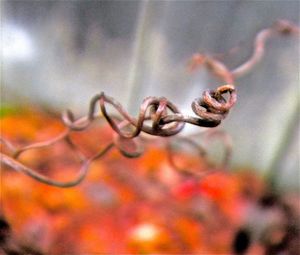 Close-up of plant against blurred background