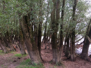 View of trees in forest