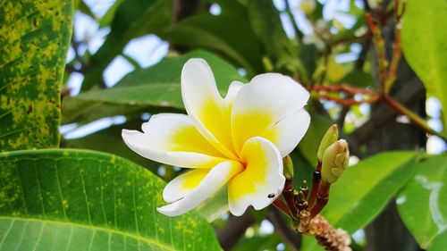 Close-up of white flowering plant