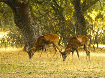 Deer in forest