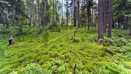 Pine trees in forest