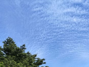 Low angle view of tree against sky