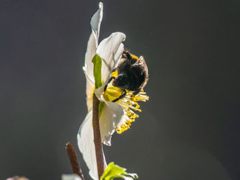 Close-up of bee pollinating on flower