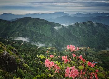 Pink flowers blooming against green mountains