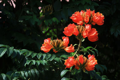 Close-up of red flowering plant