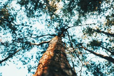 Low angle view of tree against sky