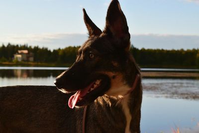 Close-up of dog on lake against sky