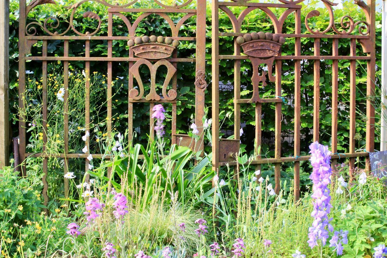 PURPLE FLOWERS IN GARDEN