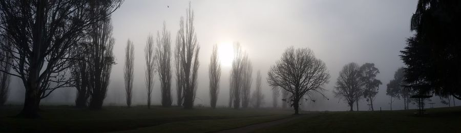 Panoramic shot of trees on field in foggy weather