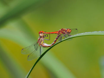 Close-up of insect on leaf