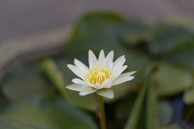 Close-up of white water lily