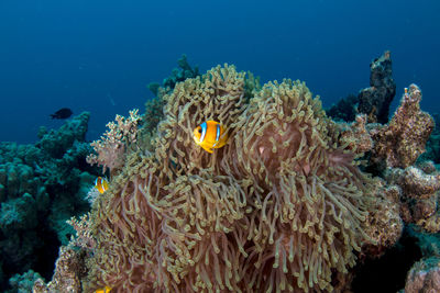 View of coral in sea