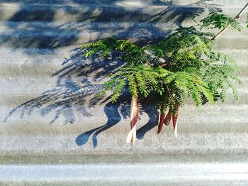 Palm tree on sand