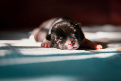 Close-up portrait of a dog