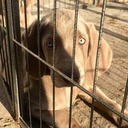 Portrait of dog in cage