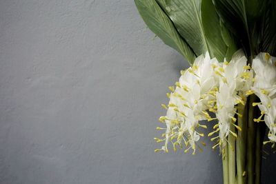 Close-up of yellow flower