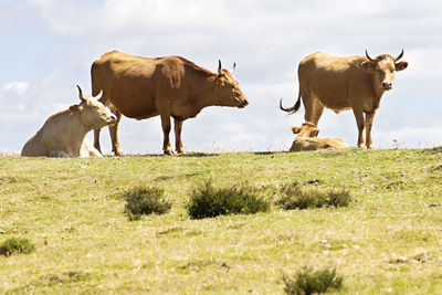 Cows on field against sky