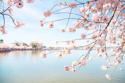 Pink flowers growing on tree