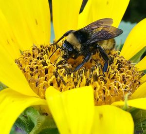 Bee pollinating on yellow flower