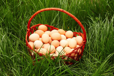 egg