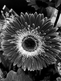 Close-up of daisy flower